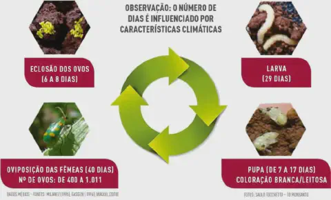 Este infográfico detalha o ciclo de vida de uma praga agrícola, provavelmente a vaquinha-verde-amarela (Diabrotica speciosa),
