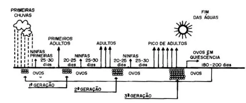 diagrama esquemático em preto e branco que ilustra o ciclo de vida de um inseto-praga ao longo de uma estação,