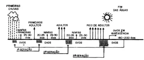 diagrama esquemático em preto e branco que ilustra o ciclo de vida de um inseto-praga ao longo de uma estação,