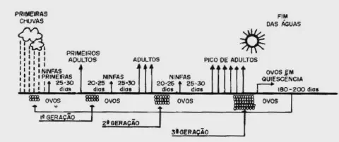 diagrama esquemático em preto e branco que ilustra o ciclo de vida de um inseto-praga ao longo de uma estação,