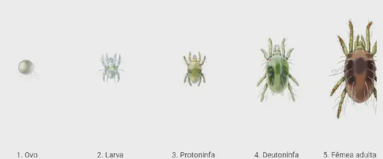 Ciclo de Vida do Ácaro: Estágios de Desenvolvimento uma ilustração científica detalhada do ciclo de vida de um ácaro, uma praga comum na agricultura. São apresent