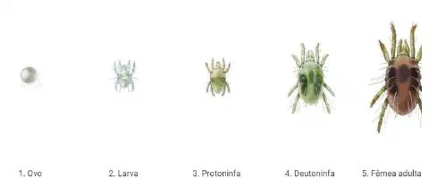 uma ilustração científica detalhada do ciclo de vida de um ácaro, uma praga comum na agricultura. São apresent