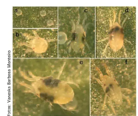 composição de seis micrografias, identificadas de 'a' a 'f', que ilustram detalhadamente as diferentes fases d