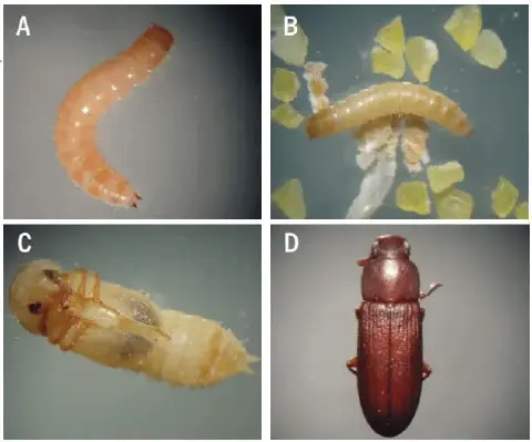 composição de quatro fotografias de microscópio, rotuladas de A a D, que ilustram as diferentes fases do ciclo