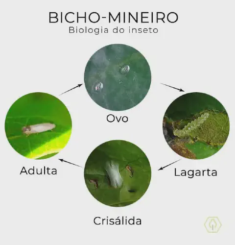 infográfico educacional que ilustra o ciclo de vida completo do bicho-mineiro (Leucoptera coffeella), uma das p