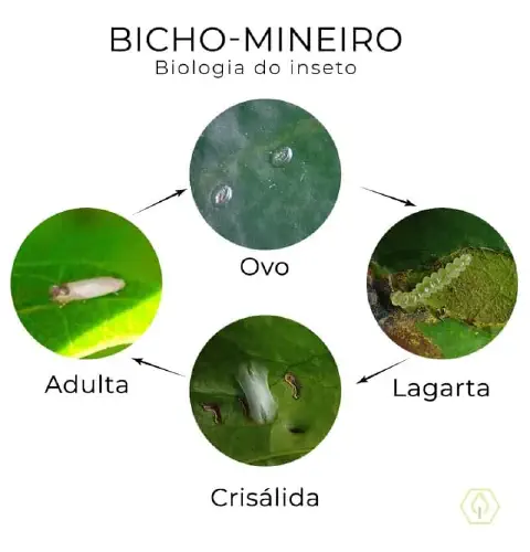 infográfico educacional que ilustra o ciclo de vida completo do bicho-mineiro (Leucoptera coffeella), uma das p