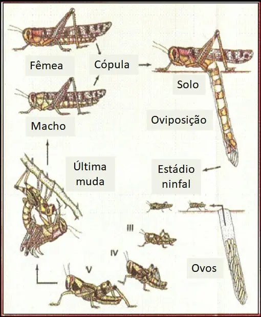 diagrama ilustrativo que detalha o ciclo de vida de um gafanhoto, uma praga comum na agricultura. O ciclo é apr