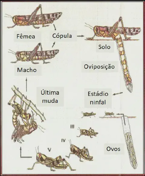 diagrama ilustrativo que detalha o ciclo de vida de um gafanhoto, uma praga comum na agricultura. O ciclo é apr