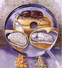 ilustração técnica e detalhada que representa o ciclo de vida de um gorgulho, uma praga comum em grãos armazen