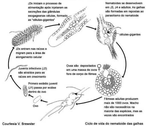 diagrama científico em preto e branco que ilustra detalhadamente o ciclo de vida do nematoide-das-galhas, uma p