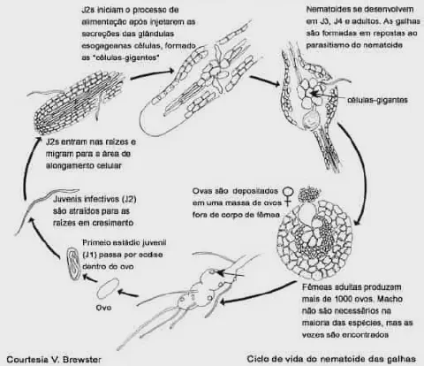diagrama científico em preto e branco que ilustra detalhadamente o ciclo de vida do nematoide-das-galhas, uma p