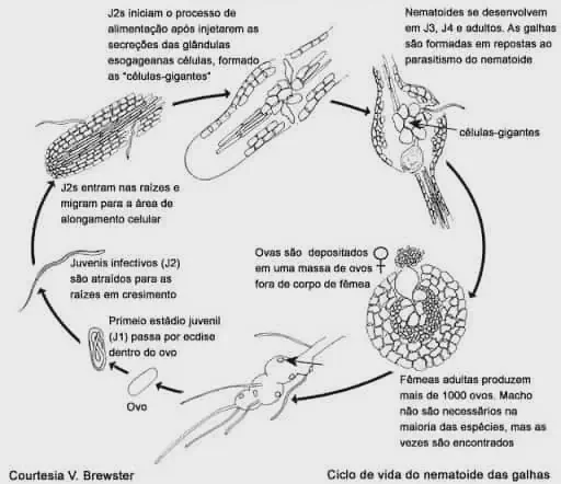 diagrama científico em preto e branco que ilustra detalhadamente o ciclo de vida do nematoide-das-galhas, uma p