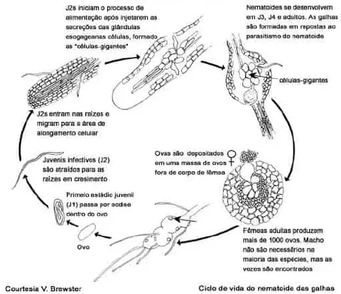 diagrama científico em preto e branco que ilustra detalhadamente o ciclo de vida do nematoide-das-galhas, uma p