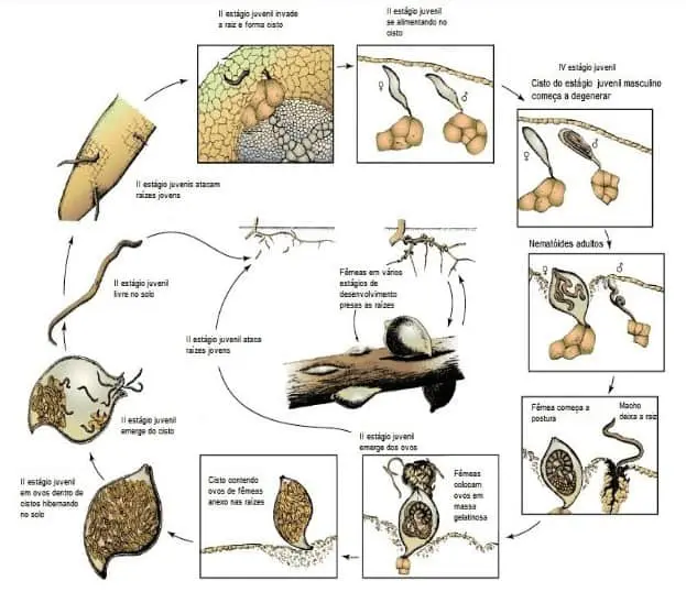 diagrama detalhado do ciclo de vida de um fitonematoide, uma praga agrícola que ataca as raízes das pla