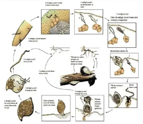 diagrama detalhado do ciclo de vida de um fitonematoide, uma praga agrícola que ataca as raízes das pla