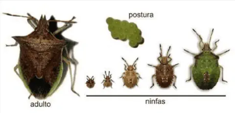 de forma didática o ciclo de vida completo do percevejo-barriga-verde (Dichelops melacanthus), uma importante