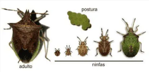 de forma didática o ciclo de vida completo do percevejo-barriga-verde (Dichelops melacanthus), uma importante