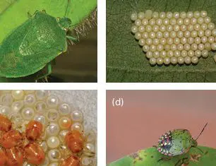 Ciclo de Vida do Percevejo: Identificação de Ovos e Ninfas composição de quatro fotografias que ilustram as diferentes fases do ciclo de vida do percevejo, uma praga com