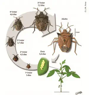 Diagrama detalhado mostrando as fases do ciclo de vida do percevejo-marrom incluindo adulto, massa de ovos, ninfas em diferentes ínstares e duração de cada estágio