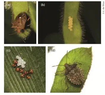 composição de quatro fotografias que ilustram as diferentes fases do ciclo de vida do percevejo-marrom