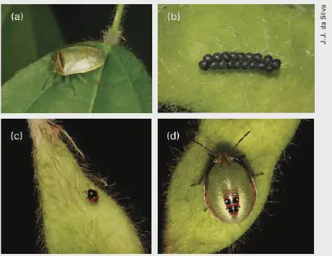 composição de quatro fotografias que ilustram as diferentes fases do ciclo de vida de um percevejo, uma praga