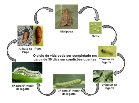 Slide informativo com imagens e texto sobre a bioecologia da Helicoverpa armigera, mostrando o ciclo de vida e características de cada fase