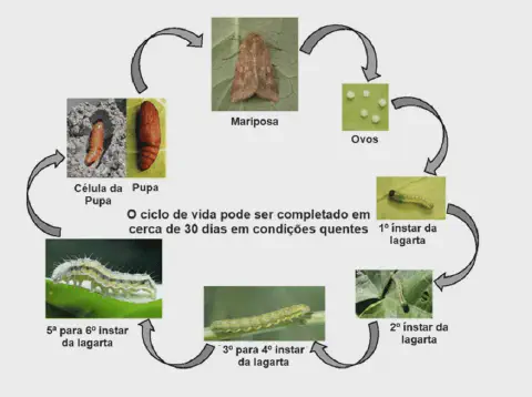 Slide informativo com imagens e texto sobre a bioecologia da Helicoverpa armigera, mostrando o ciclo de vida e características de cada fase