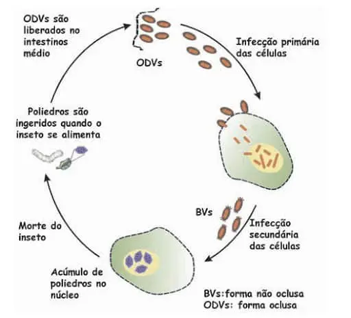 ciclo de vida de um baculovírus, um agente de controle biológico utilizado na agricultura para o manejo de