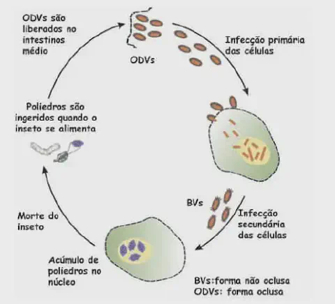 ciclo de vida de um baculovírus, um agente de controle biológico utilizado na agricultura para o manejo de