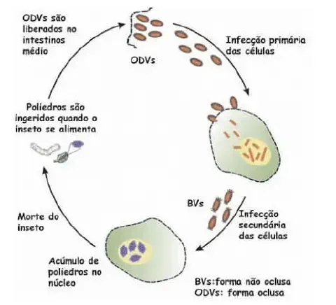 ciclo de vida de um baculovírus, um agente de controle biológico utilizado na agricultura para o manejo de