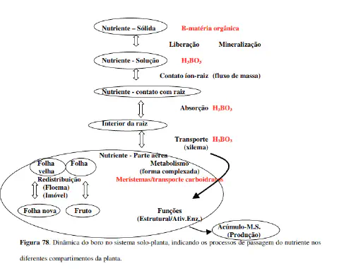 fluxograma detalhado que ilustra a dinâmica do boro (B) no sistema solo-planta. O diagrama, intitulado