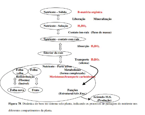 fluxograma detalhado que ilustra a dinâmica do boro (B) no sistema solo-planta. O diagrama, intitulado