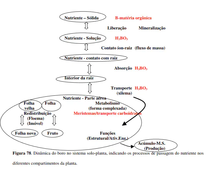 Ciclo do Boro na Planta: Absorção, Transporte e Funções fluxograma detalhado que ilustra a dinâmica do boro (B) no sistema solo-planta. O diagrama, intitulado
