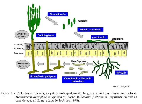 diagrama científico que ilustra o ciclo de vida do fungo entomopatogênico Metarhizium anisopliae e sua ação com
