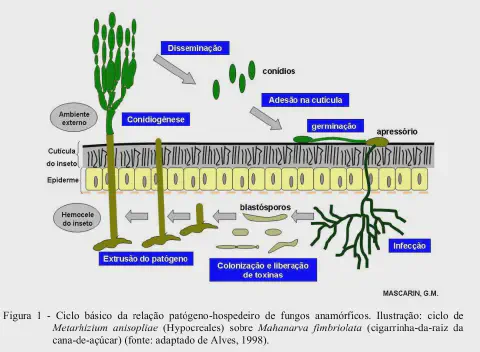 diagrama científico que ilustra o ciclo de vida do fungo entomopatogênico Metarhizium anisopliae e sua ação com