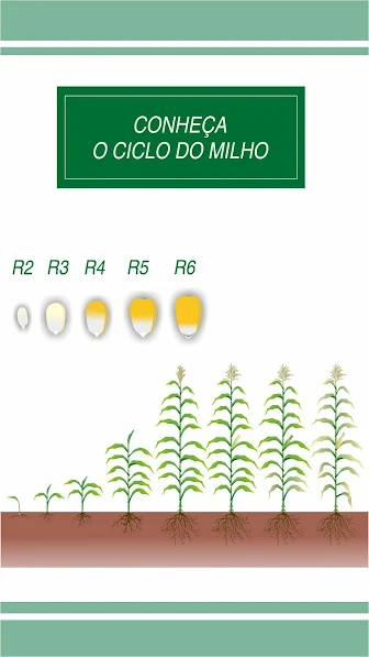 Ciclo do Milho: Guia Visual dos Estágios Fenológicos Este infográfico educacional, intitulado ‘Conheça o Ciclo do Milho’, ilustra as diferentes fases de desenvolvimento da cultur