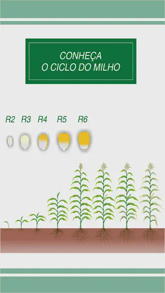 Este infográfico educacional, intitulado 'Conheça o Ciclo do Milho', ilustra as diferentes fases de desenvolvimento da cultur