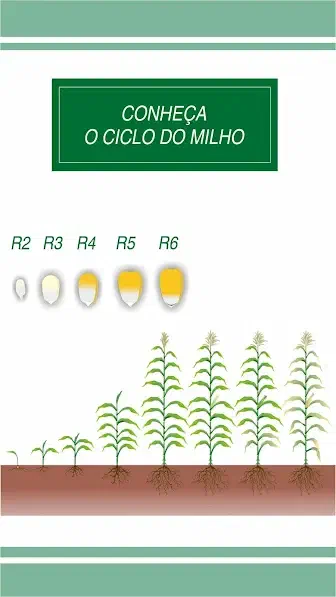 Este infográfico educacional, intitulado 'Conheça o Ciclo do Milho', ilustra as diferentes fases de desenvolvimento da cultur