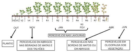Este infográfico ilustra a correlação entre os estágios fenológicos da cultura da soja e o ciclo de vida e comportamento do p