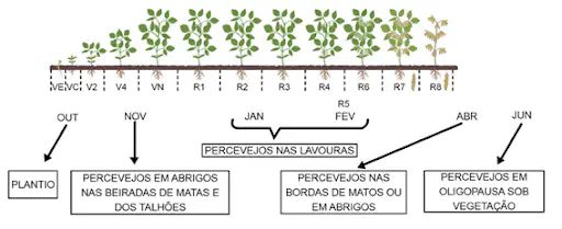Ciclo do Percevejo na Soja: Quando Monitorar a Praga Este infográfico ilustra a correlação entre os estágios fenológicos da cultura da soja e o ciclo de vida e comportamento do p