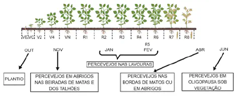 Este infográfico ilustra a correlação entre os estágios fenológicos da cultura da soja e o ciclo de vida e comportamento do p