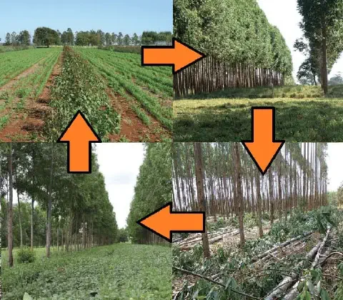 composição de quatro fotografias que ilustram o ciclo completo de um sistema de Integração Lavoura-Floresta (I