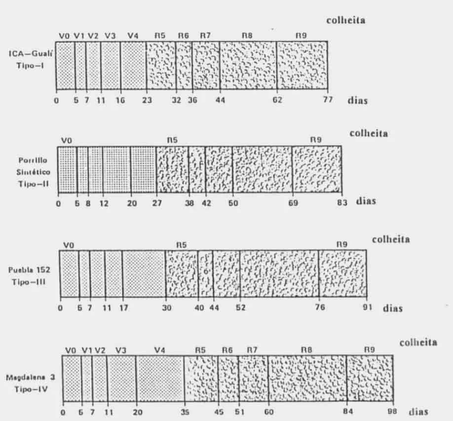 gráfico comparativo dos ciclos fenológicos de quatro diferentes tipos ou variedades de uma cultura agrí