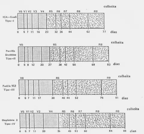gráfico comparativo dos ciclos fenológicos de quatro diferentes tipos ou variedades de uma cultura agrí