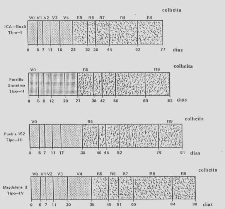 Ciclo Fenológico: Comparativo de Variedades Agrícolas gráfico comparativo dos ciclos fenológicos de quatro diferentes tipos ou variedades de uma cultura agrí