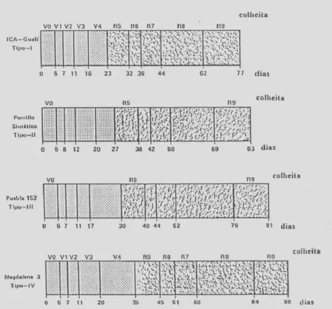 gráfico comparativo dos ciclos fenológicos de quatro diferentes tipos ou variedades de uma cultura agrí
