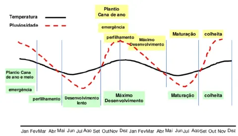 gráfico esquemático que detalha o ciclo fenológico da cana-de-açúcar, relacionando as fases de desenvolvime