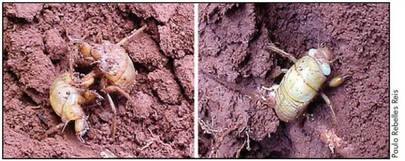 composição de duas fotografias que documentam o processo de ecdise (muda) de uma cigarra, mostrando sua transi