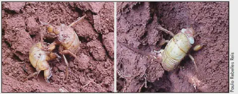 fotografias documentando o processo de ecdise (muda) de uma cigarra