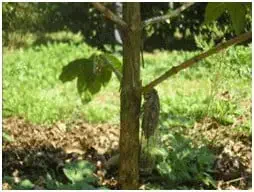 cigarra camuflada, pousada verticalmente no tronco de uma árvore jovem ou muda. O inseto possui uma color